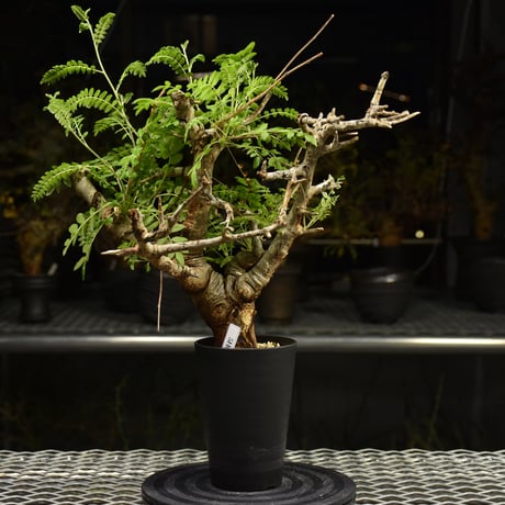 ボスウェリアネグレクタ　現地株 Boswellia neglecta ボスウェリア ネグレクタ 発根済現地株 H17