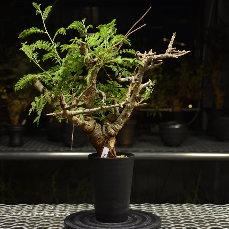 ボスウェリア ネグレクタ 現地球 発根済み 明日まで値下げ中です‼️ RAFLUMコレクション】ボスウェリア ネグレクタ 【現地球/発根