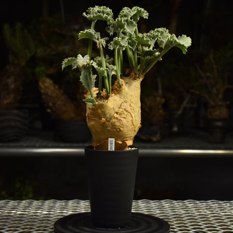 Cyphostemma uter var. macropus　キフォステンマ ウター マクロプス 発根済現地株 I54