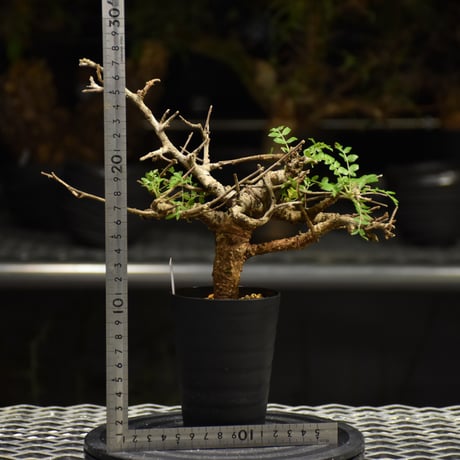 Boswellia neglecta　ボスウェリア ネグレクタ　発根済現地株　H18