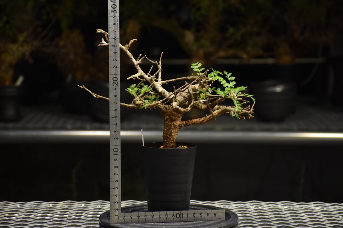 Boswellia neglecta ボスウェリア ネグレクタ 発根済現地株 H18 | BO