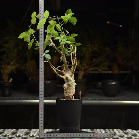 Commiphora holtziana コミフォラ ホルトジアナ 発根済現地株 H30