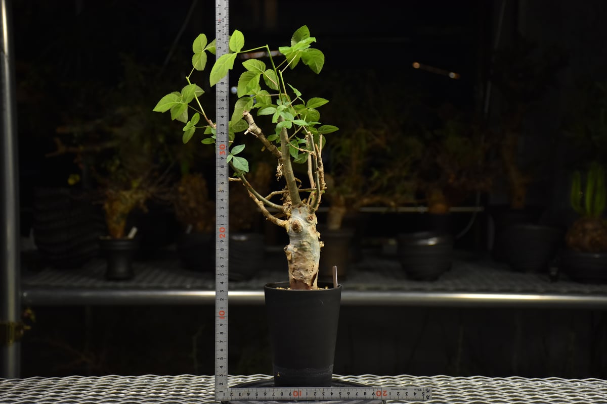 Commiphora holtziana コミフォラ ホルトジアナ 発根済現地株 H30 |