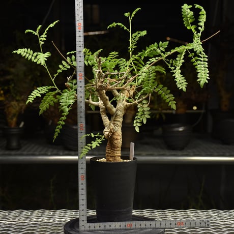 Boswellia neglecta　ボスウェリア ネグレクタ　発根済現地株　H12