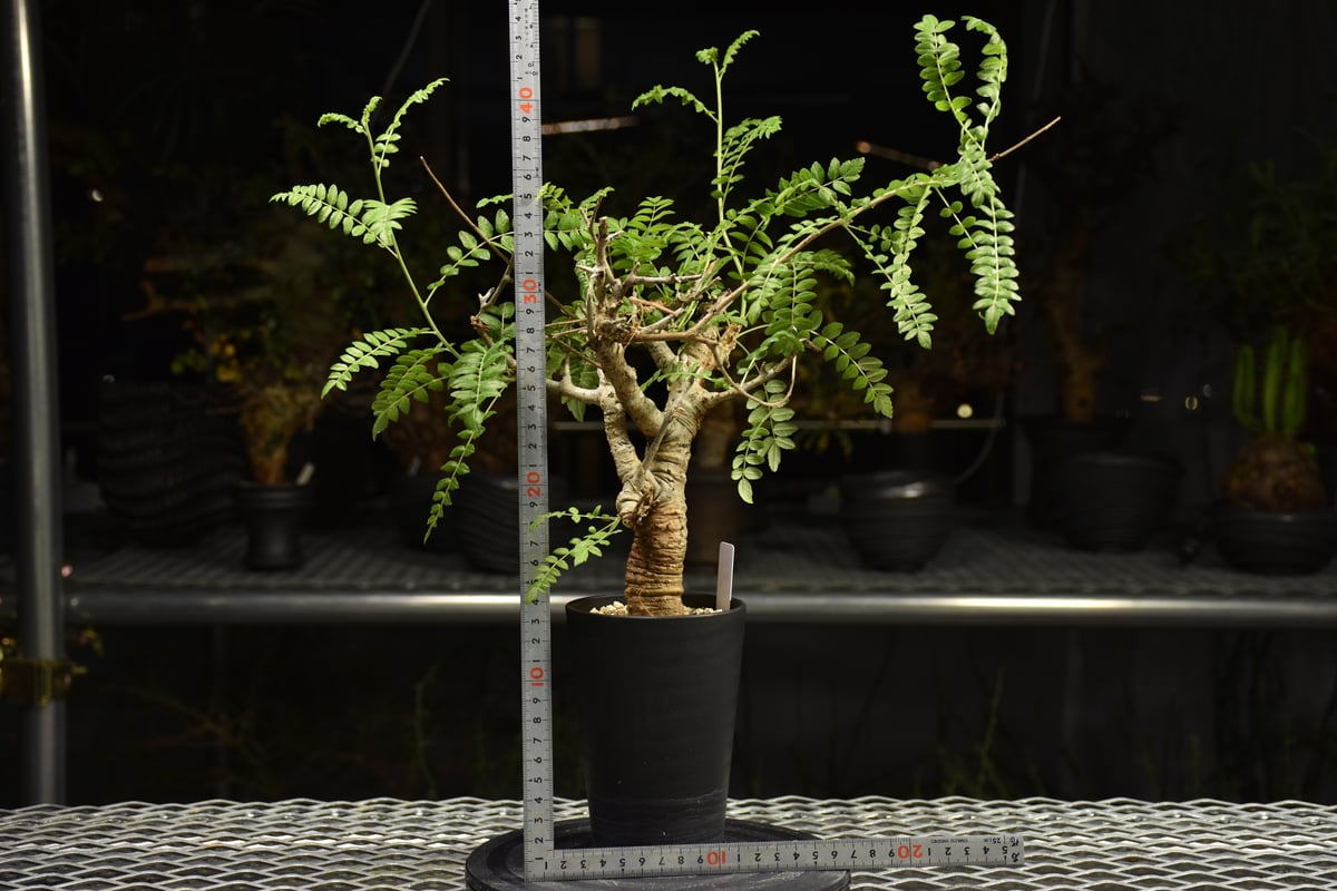 Boswellia neglecta ボスウェリア ネグレクタ 発根済現地株 H12 | BO
