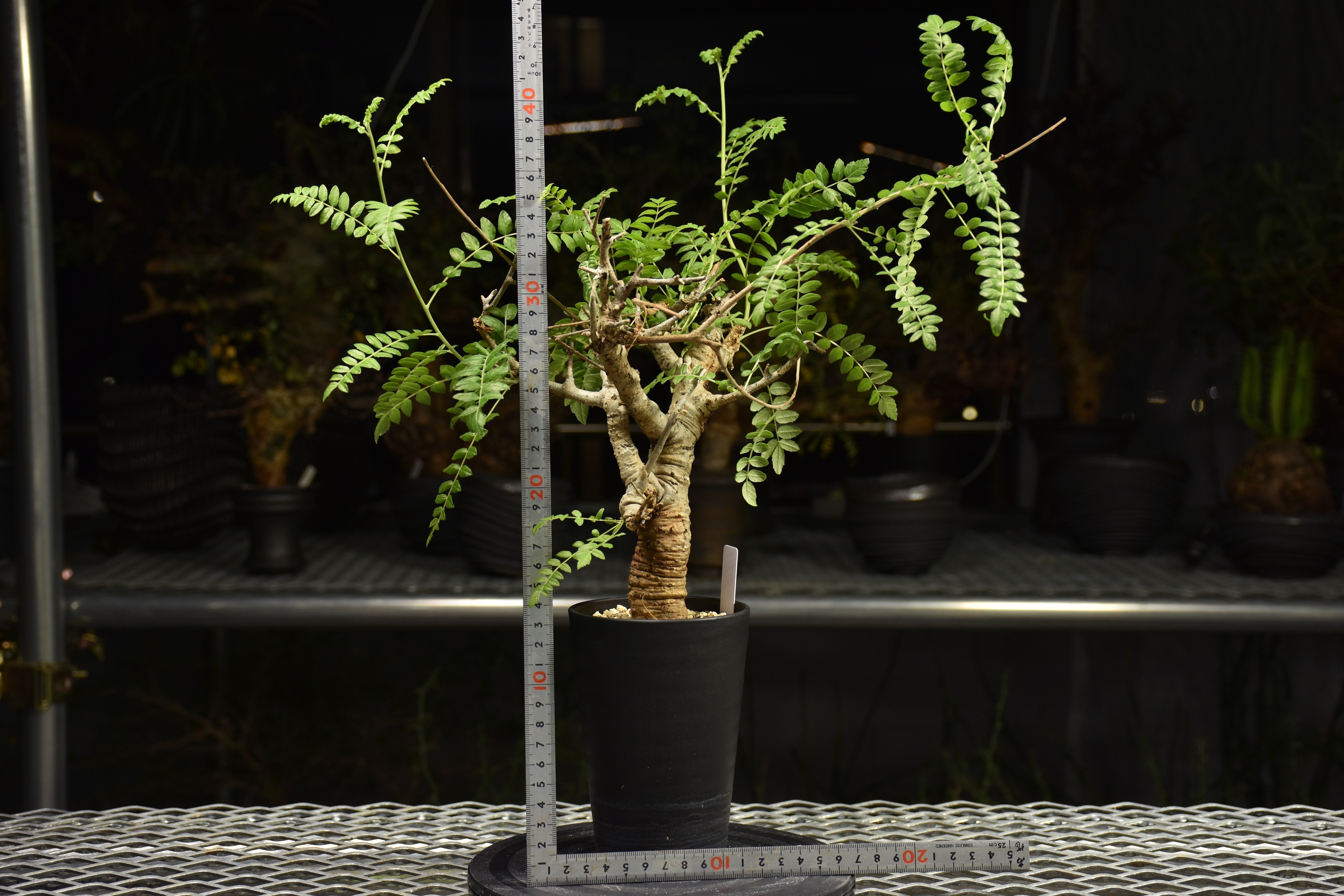 Boswellia neglecta ボスウェリア ネグレクタ 発根済現地株 H12 | BO