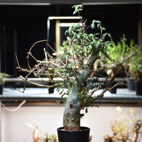 Commiphora holtziana コミフォラ ホルトジアナ 発根済現地株 #10