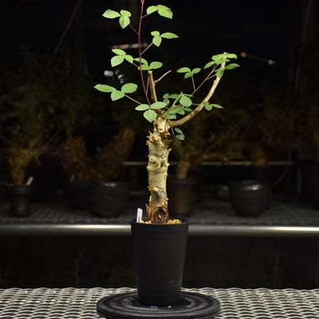 Commiphora holtziana コミフォラ ホルトジアナ 発根済現地株 H31