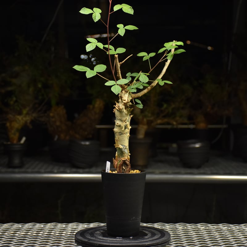 Commiphora holtziana コミフォラ ホルトジアナ 発根済現地株 H31 |
