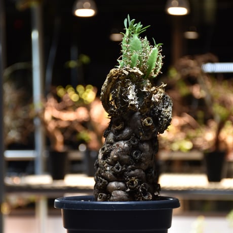 Euphorbia mlanjeana　ユーフォルビア ムランジーナ 発根済現地株 #12
