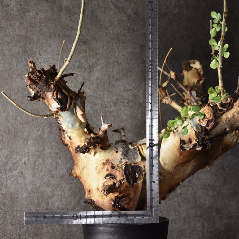 shsat4　コミフォラ・カタフ Commiphora kataf コミフォラ カタフ | mana's farm:塊根植物・