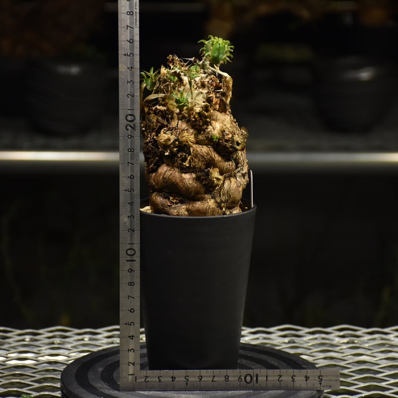 ユーフォルビア ムランジーナ 現地株 Euphorbia mlanjeana ユーフォルビア ムランジーナ 発根済現地株