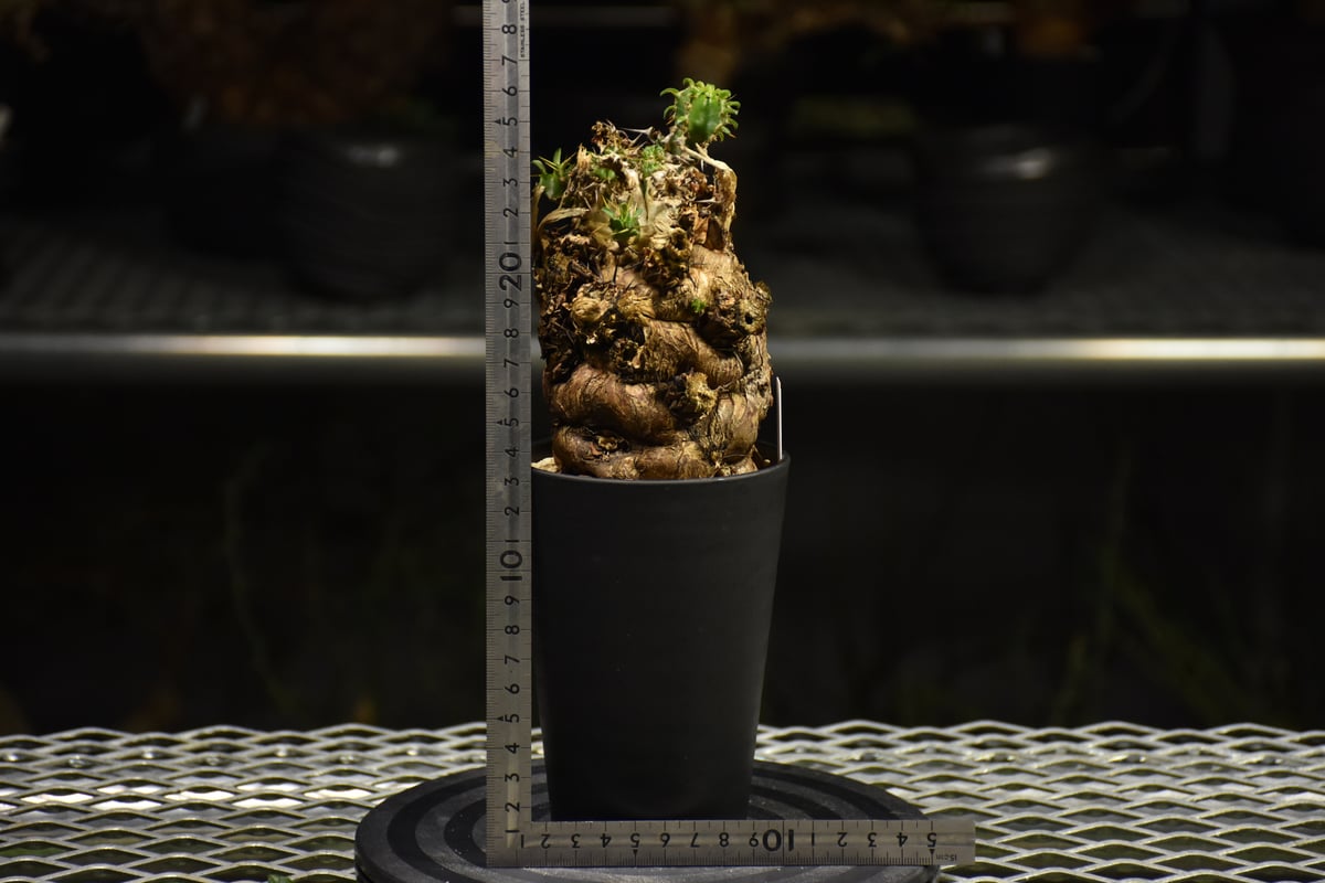 現地球　ユーフォルビア　ムランジーナ ユーフォルビア ムランジーナ 現地球 | NATPARK-STORE