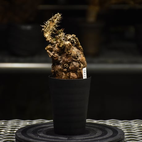 Euphorbia mlanjeana　ユーフォルビア ムランジーナ 発根済現地株 I30