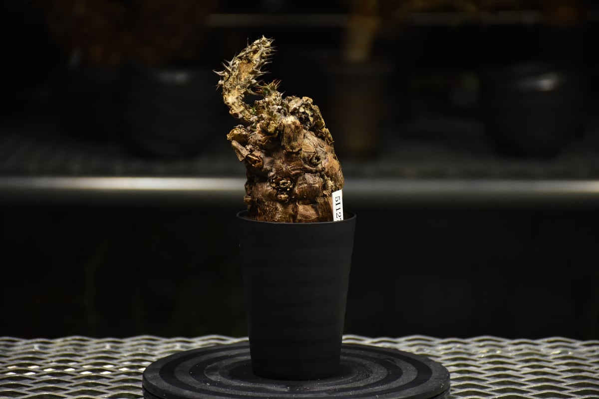 Euphorbia mlanjeana ユーフォルビア ムランジーナ 発根済現地株 I30 |