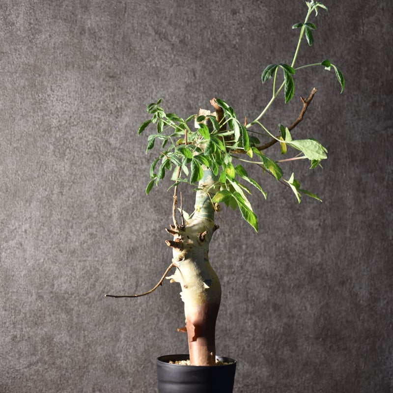 Commiphora holtziana コミフォラ ホルトジアナ 発根済現地株 #1
