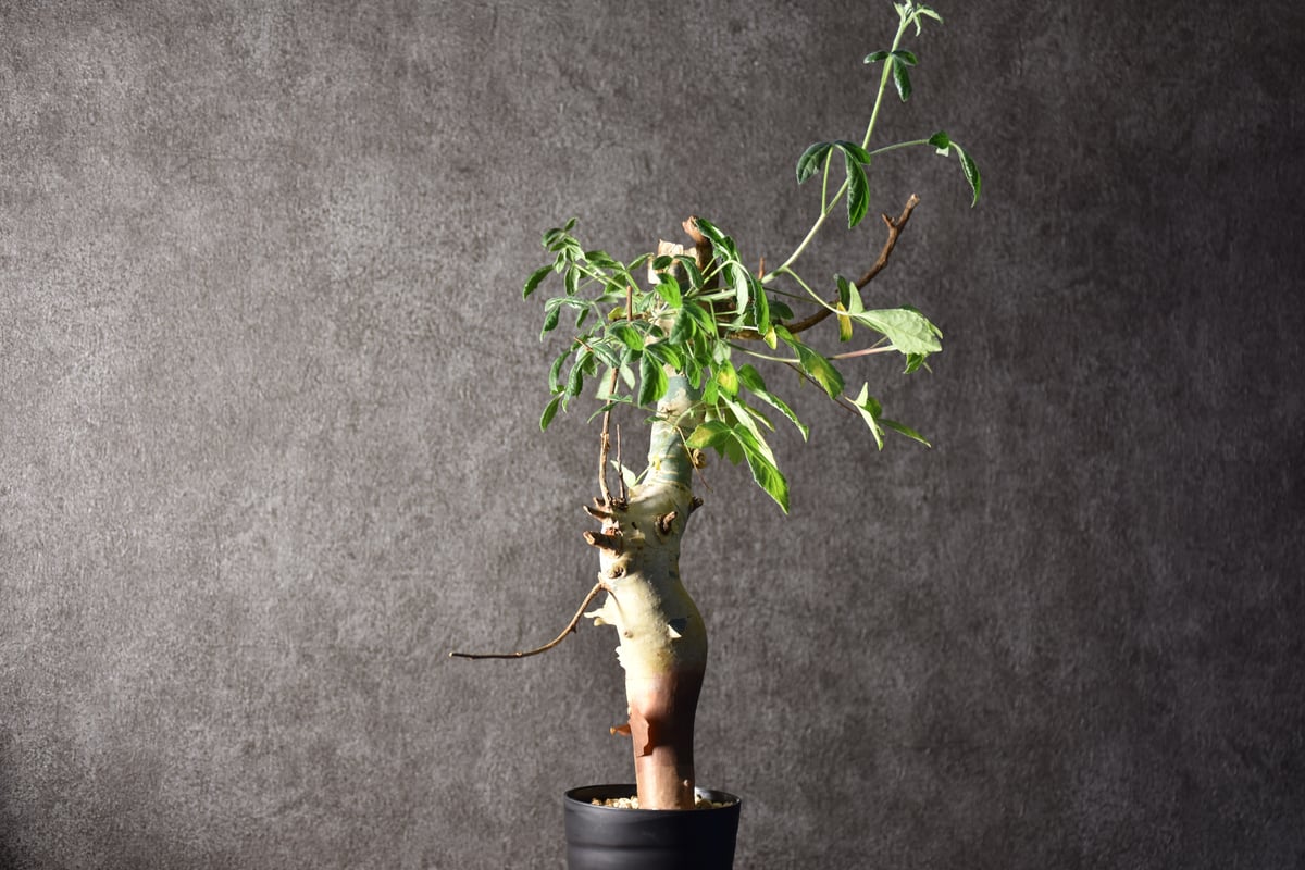 コミフォラホルトジアナ　現地株 Commiphora holtziana コミフォラ ホルトジアナ 発根済現地株
