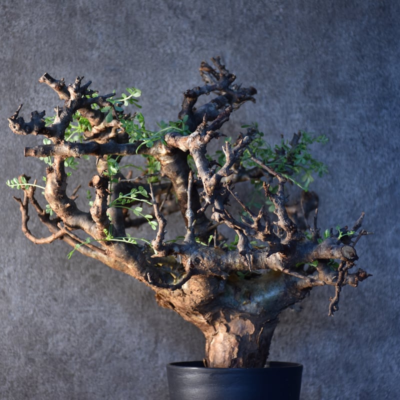 Commiphora pinnate leaves コミフォラ ピンネイトリーブス 発根
