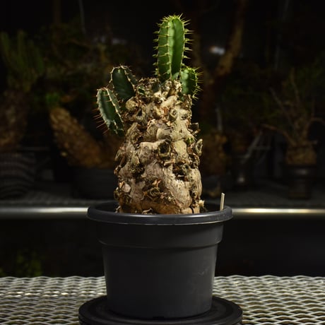 Euphorbia mlanjeana　ユーフォルビア ムランジーナ 発根済現地株 I83