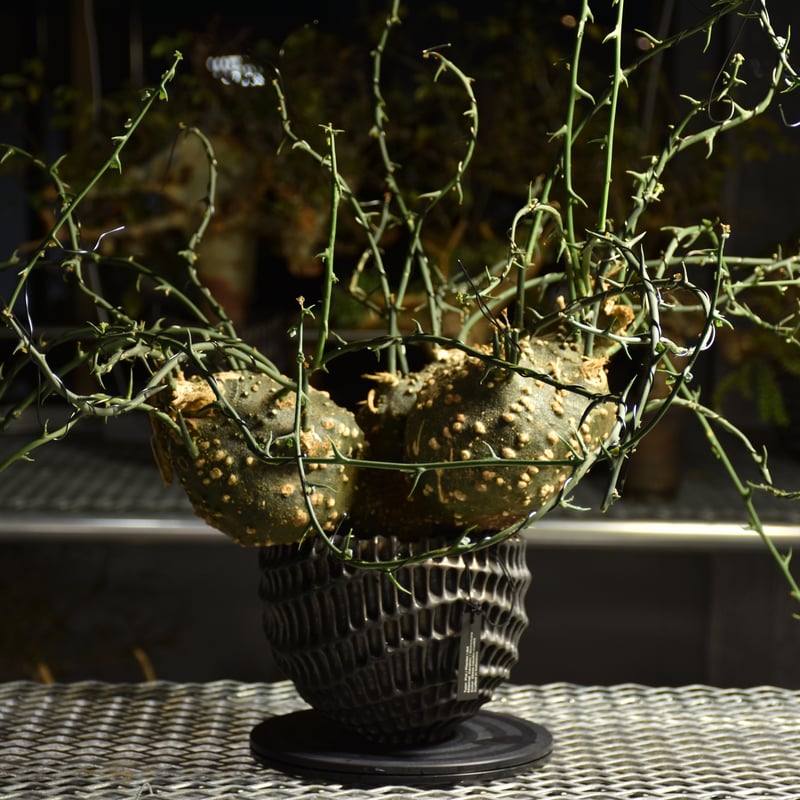 アデニア グロボーサ 発根済 現地株 コーデックス Adenia grobosa アデニア グロボーサ 発根済現地株 D31 | BONDEX