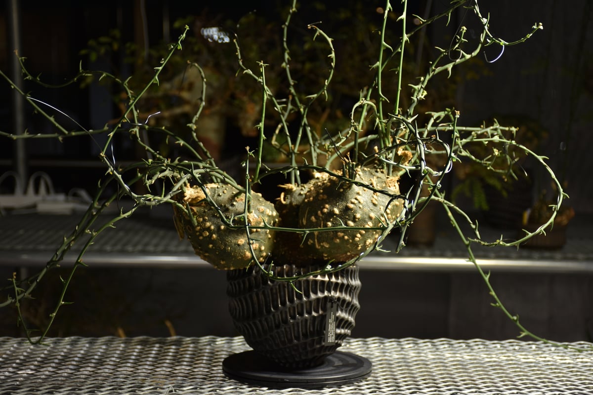 アデニアグロボーサ Ancientconical Pot S + アデニア・グロボーサ | 多肉植物・特別