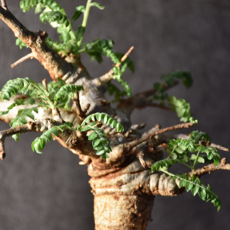 Boswellia neglecta ボスウェリア ネグレクタ 発根済現地株 #1
