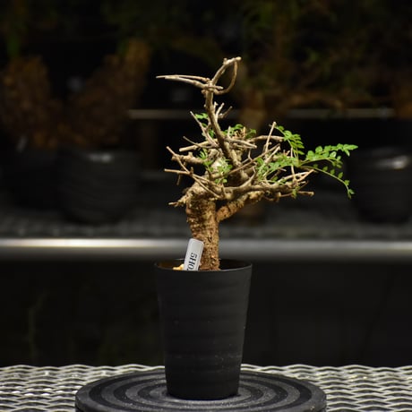 Boswellia neglecta　ボスウェリア ネグレクタ　発根済現地株　H18