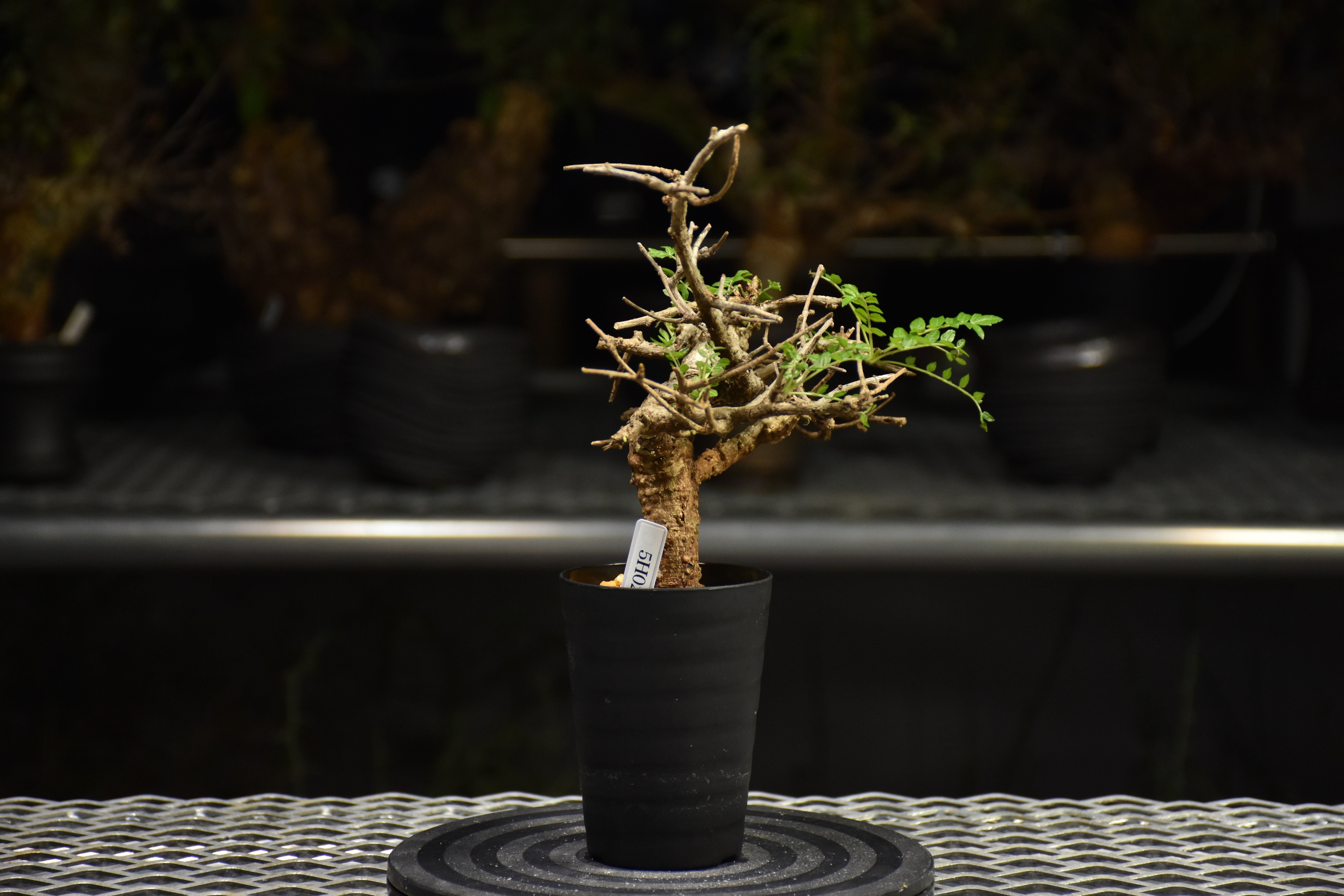 Boswellia neglecta ボスウェリア ネグレクタ 発根済現地株 H18 | BO