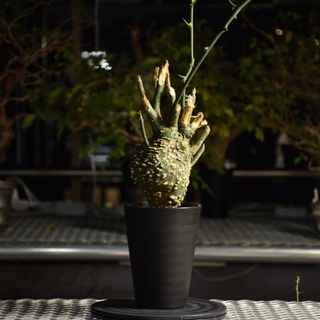 Adenia grobosa アデニア グロボーサ 発根済現地株 D21