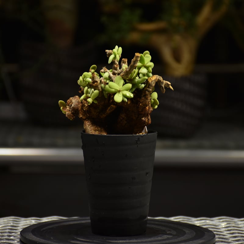 ケラリア　ピグマエア　レトロフラクタル ケラリア ピグマエア レトロフラクタル isla del pescado - Ceraria