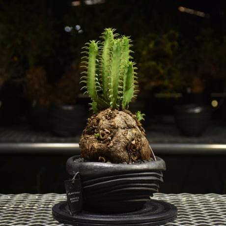 Euphorbia mlanjeana　ユーフォルビア ムランジーナ 発根済現地株 H7