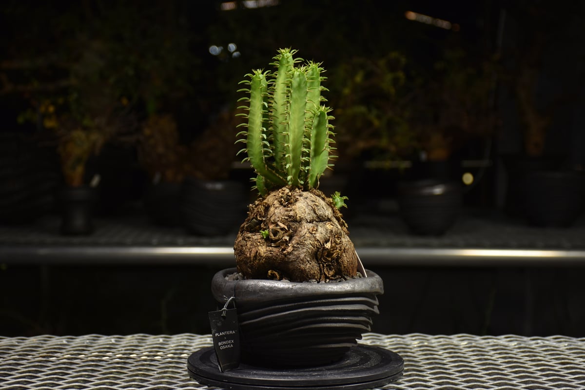 Euphorbia mlanjeana ユーフォルビア ムランジーナ 発根済現地株 H7 |