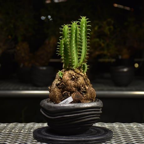 Euphorbia mlanjeana　ユーフォルビア ムランジーナ 発根済現地株 H7