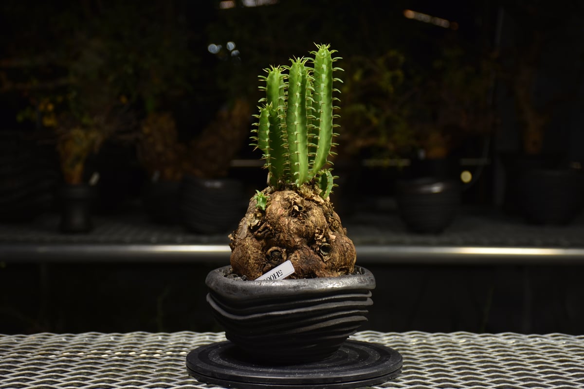 U*I様 ユーフォルビア ムランジーナ 現地球 手乗りサイズ 新鮮株 ベアルート Euphorbia mlanjeana ユーフォルビア ムランジーナ 発根済現地株