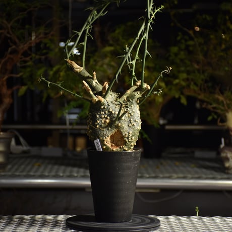 Adenia grobosa アデニア グロボーサ 発根済現地株 D26