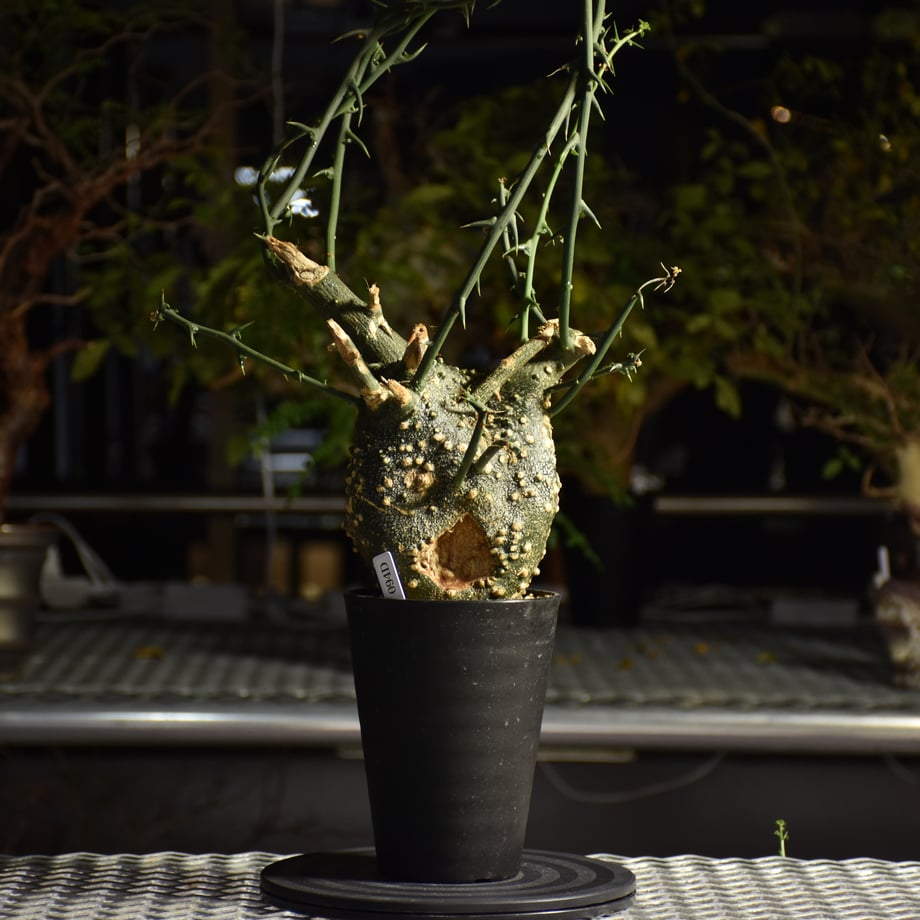 6835abed3afb9cc0974756e7