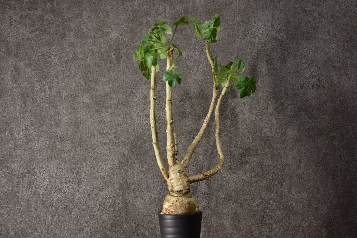 Jatropha spicata ヤトロファ スピカータ 発根済現地株 #1 | BONDEX