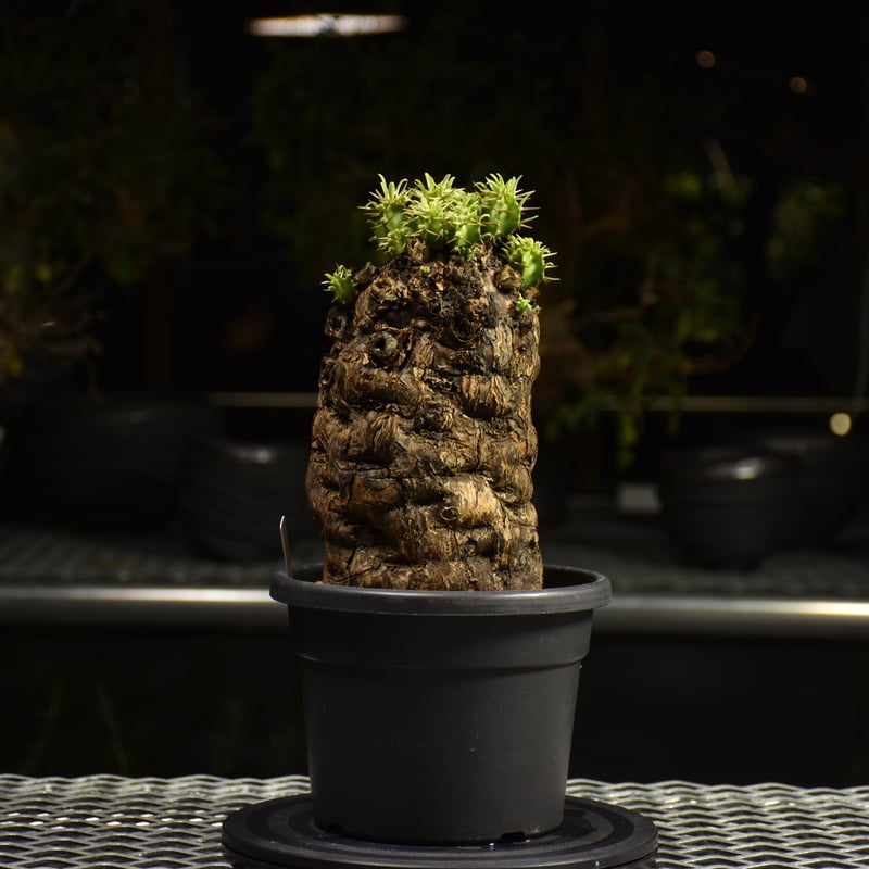 Euphorbia mlanjeana ユーフォルビア ムランジーナ 発根済現地株