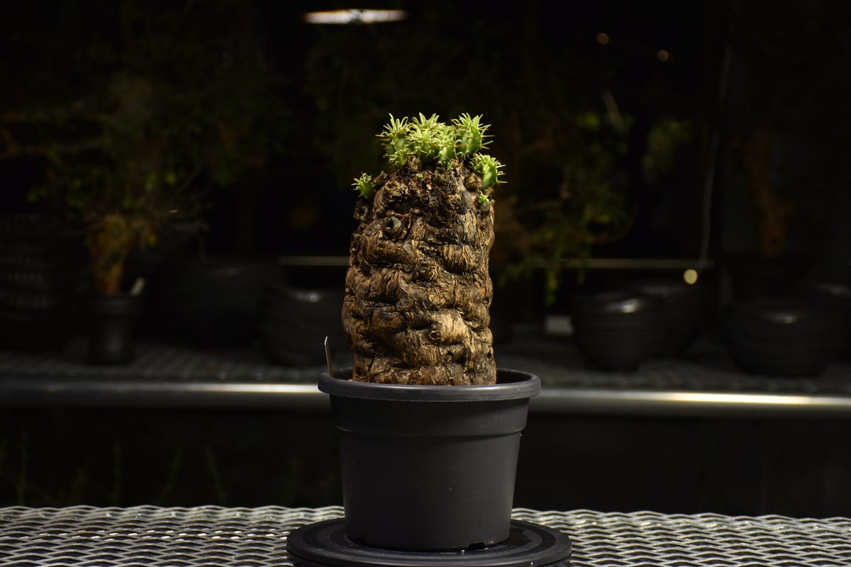 Euphorbia mlanjeana ユーフォルビア ムランジーナ 発根済現地株 H3 |