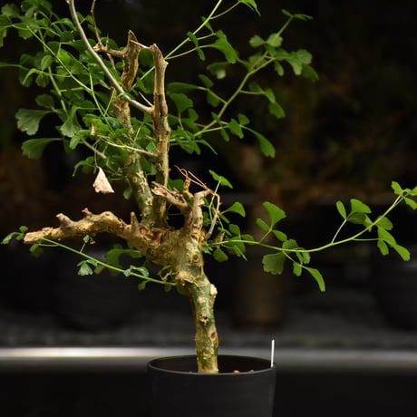 Commiphora campestris コミフォラ カンペストリス 発根済現地株 H1