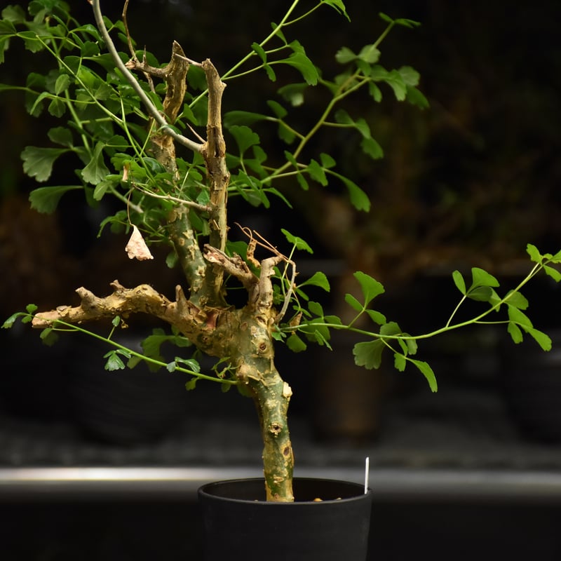 V*E様 特大 コミフォラ カンペストリス Commiphora Campest Commiphora campestris コミフォラ カンペストリス 発根済現地株