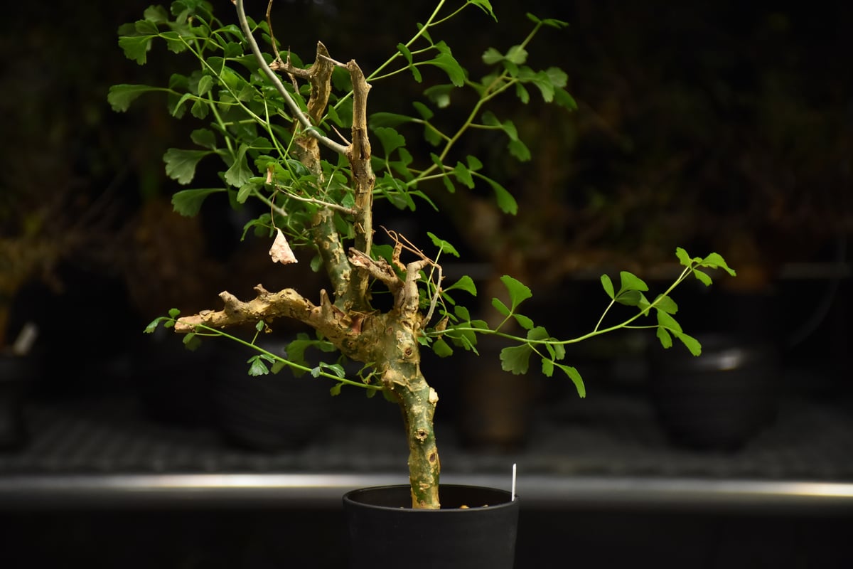 Commiphora campestris コミフォラ カンペストリス 発根済現地株 H1 |