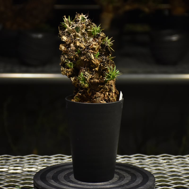 Euphorbia mlanjeana ユーフォルビア ムランジーナ 発根済現地株 I35 |