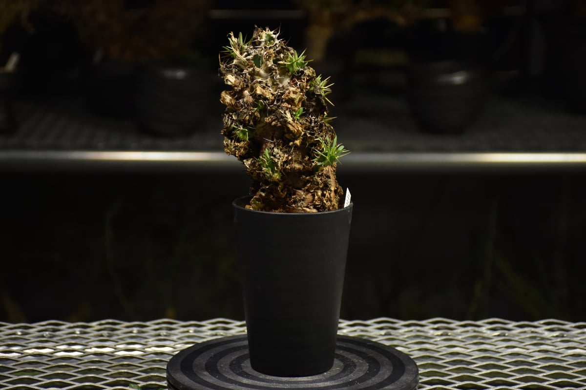 Euphorbia mlanjeana ユーフォルビア ムランジーナ 発根済現地株 I35 |