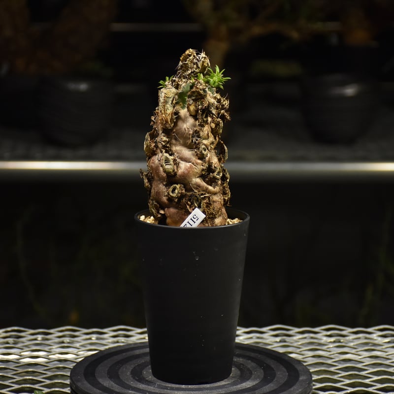 ユーフォルビア ムランジーナ 現地株 ユーフォルビア ムランジーナ 【発根済み】HK2402406 (T