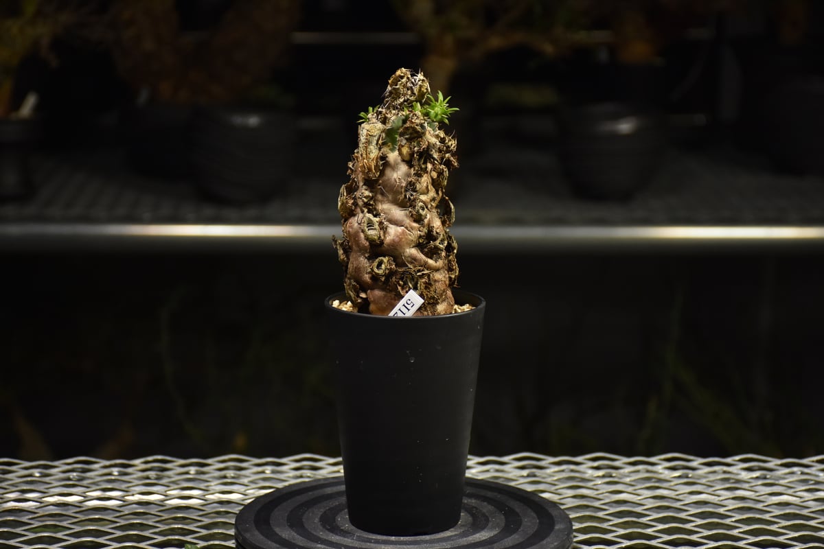 ユーフォルビア ムランジーナ 現地株 ユーフォルビア ムランジーナ】 ネットショップ掲載株です