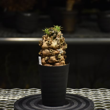 Euphorbia mlanjeana　ユーフォルビア ムランジーナ 発根済現地株 I31
