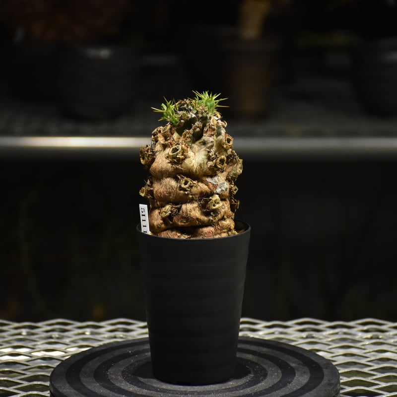 Euphorbia mlanjeana ユーフォルビア ムランジーナ 発根済現地株