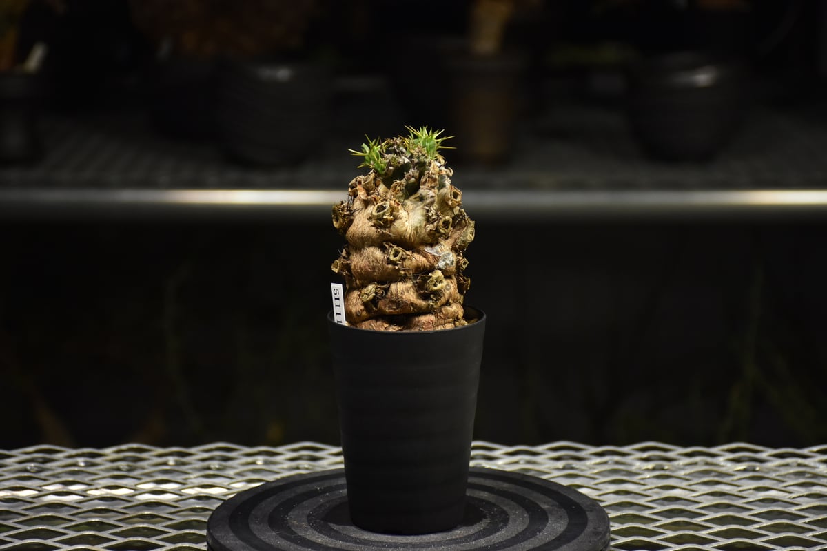 Euphorbia mlanjeana ユーフォルビア ムランジーナ 発根済現地株 I31 |