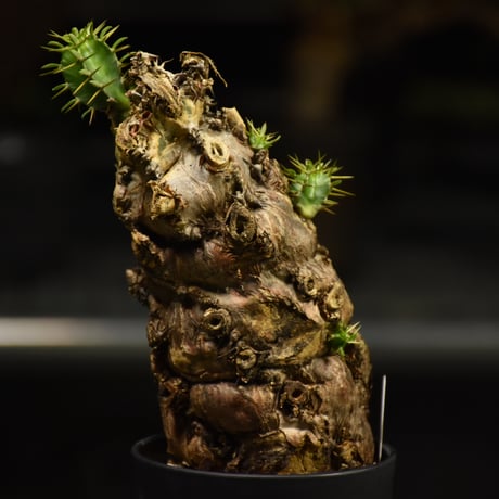 Euphorbia mlanjeana　ユーフォルビア ムランジーナ 発根済現地株 I37